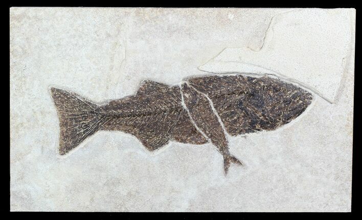 Mioplosus With Knightia Fossil Fish (Clearance Price) #47550